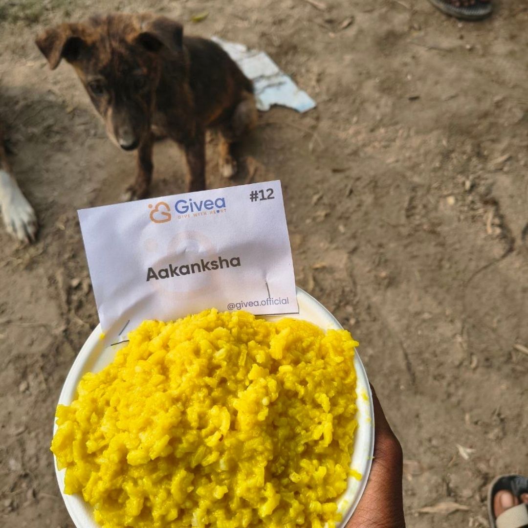 Feed Street Dogs with a Nutritious Meal - Givea