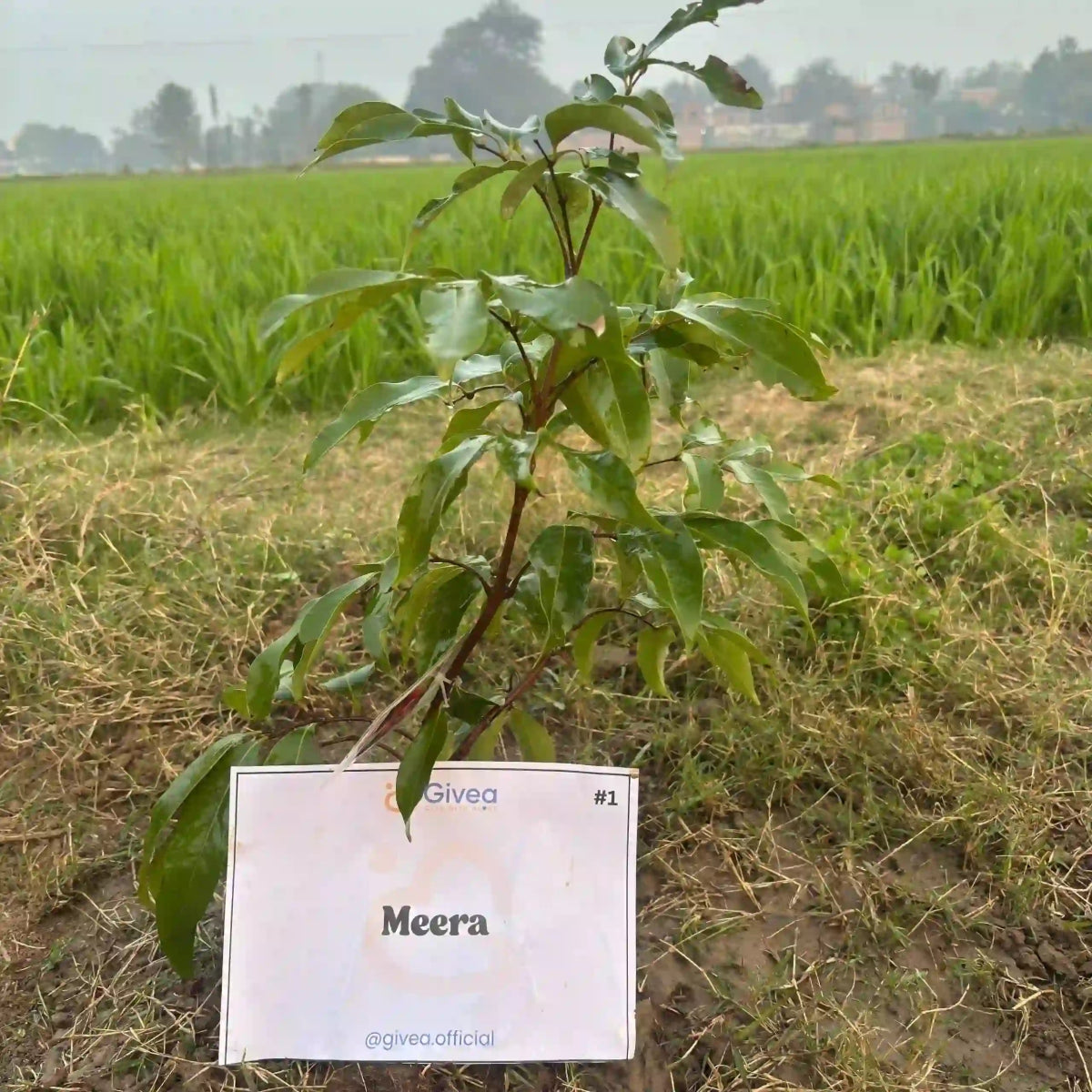 Plant a Tree for a Greener Tomorrow - Givea