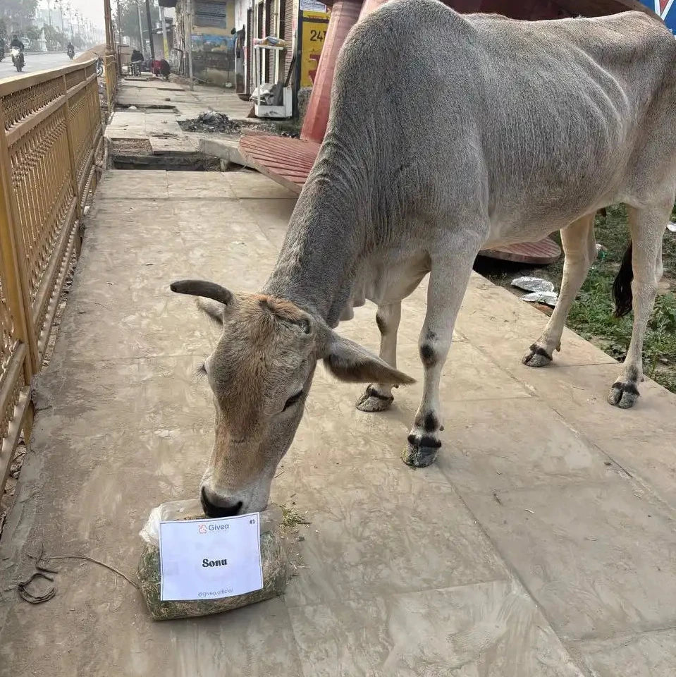 Sponsor Chara Fodder for a Holy Cow - Givea