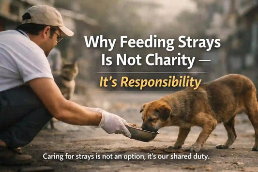 Why Feeding Strays Is Not Charity — It’s Responsibility - Givea