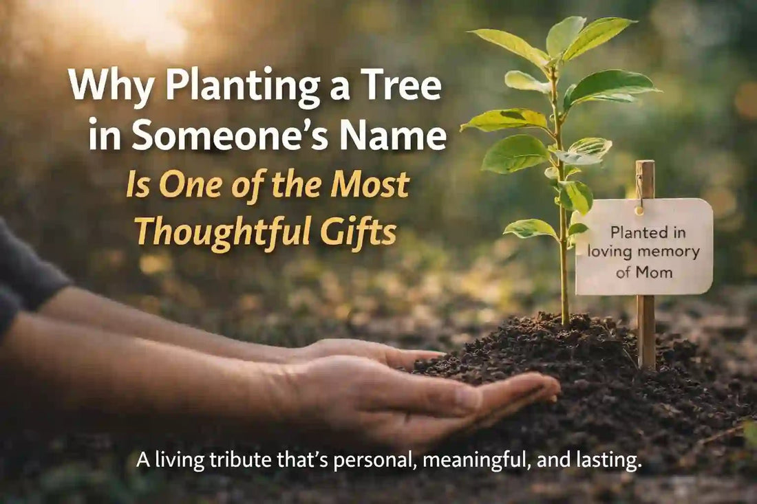 Why Planting a Tree in Someone’s Name Is One of the Most Thoughtful Gifts - Givea
