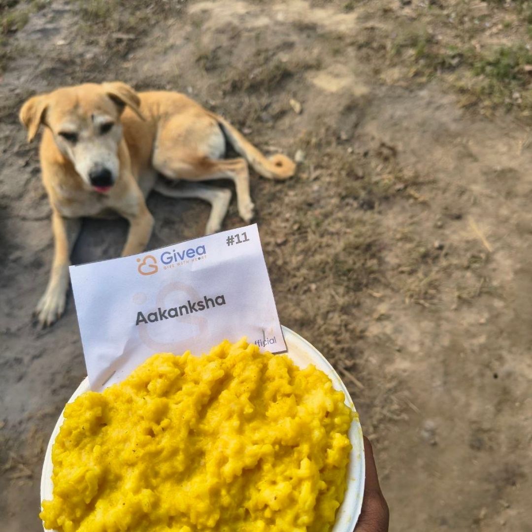 Feed Street Dogs with a Nutritious Meal - Givea