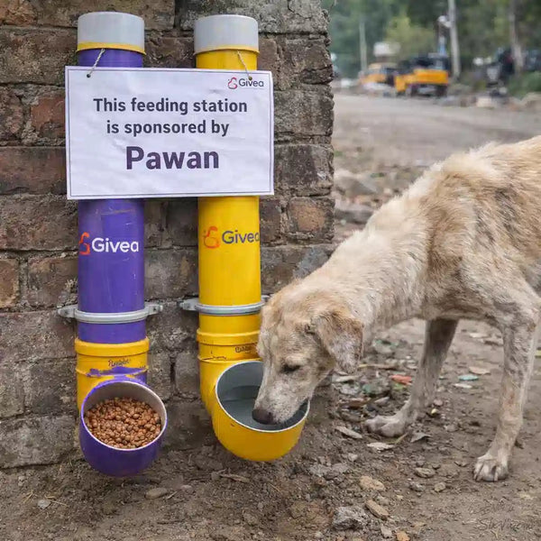 Install a Paw Feeding Station for Street Dogs - Givea