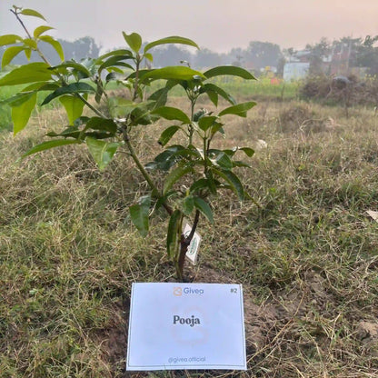 Plant a Tree for a Greener Tomorrow - Givea