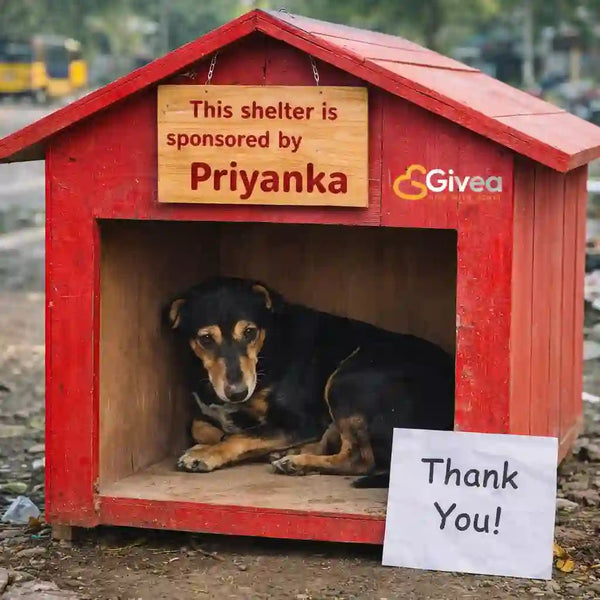 Provide a Safe Dog House for a Street Dog - Givea