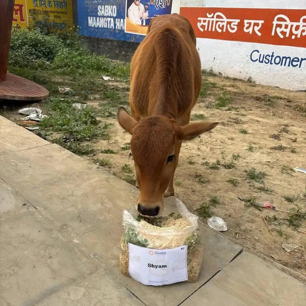 Sponsor Chara Fodder for a Holy Cow - Givea